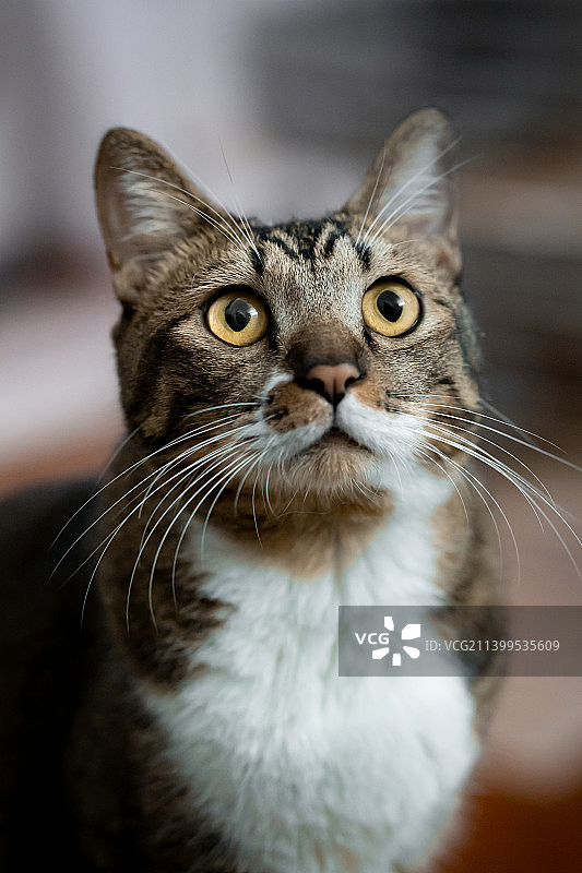 猫的特写肖像图片素材