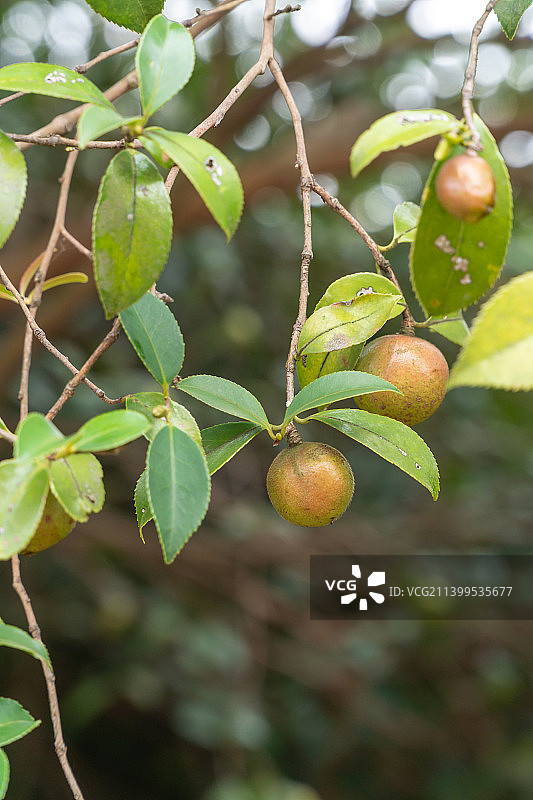 农村野生油茶籽树，野生山茶油图片素材