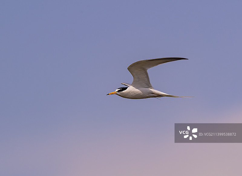 白额燕鸥图片素材