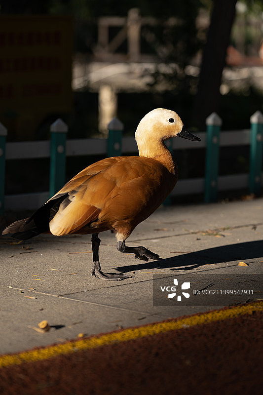 鸭子在户外栖息的特写镜头图片素材