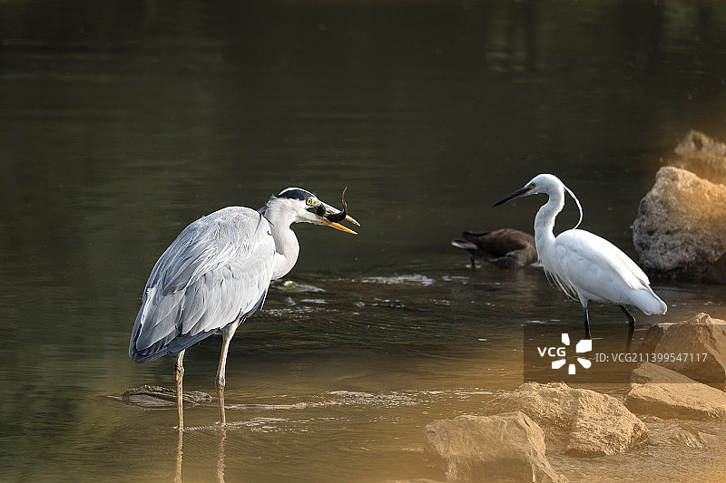 六盘水湿地公园的苍鹭和白鹭图片素材