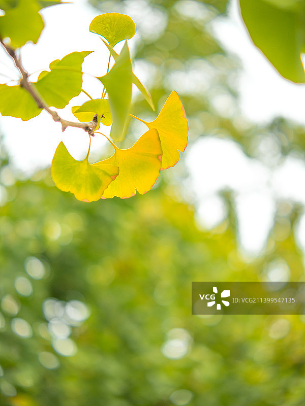 秋风带黄叶图片素材