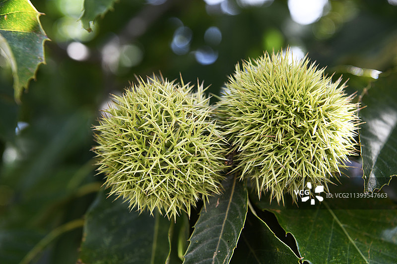 山东枣庄板栗园内硕果累累图片素材