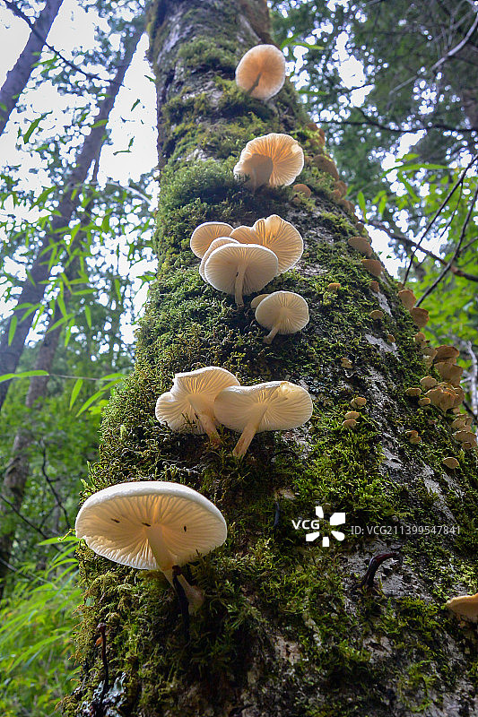 自然秘语图片素材