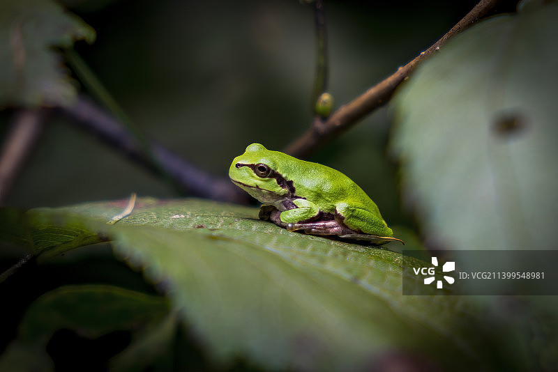 森林树叶上的青蛙树蛙两栖生物图片素材