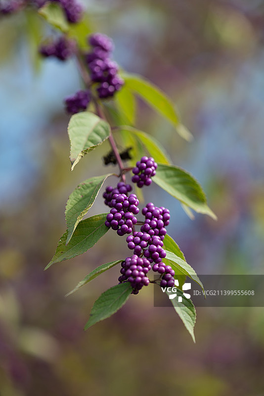 高清植物花卉背景紫珠特写图片素材