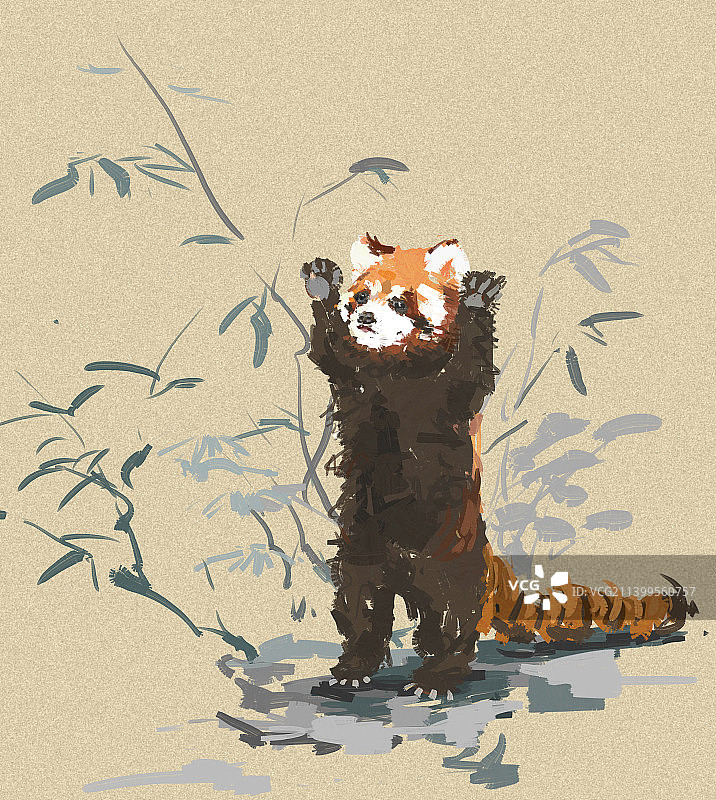 小熊猫图片素材