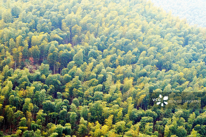 浙江安吉漫山大竹海和竹林深处图片素材