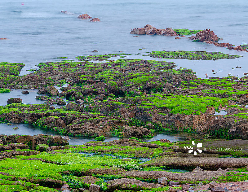 绿藻布满岩石的海岸图片素材