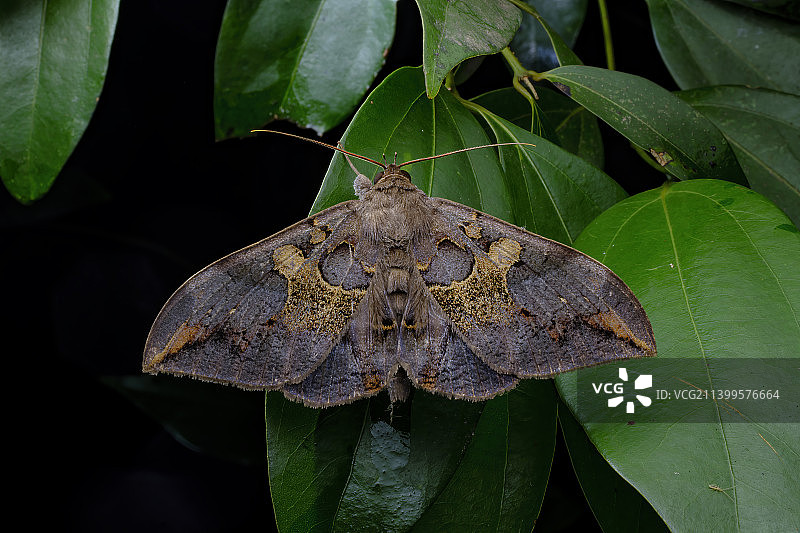 夜蛾科图片素材
