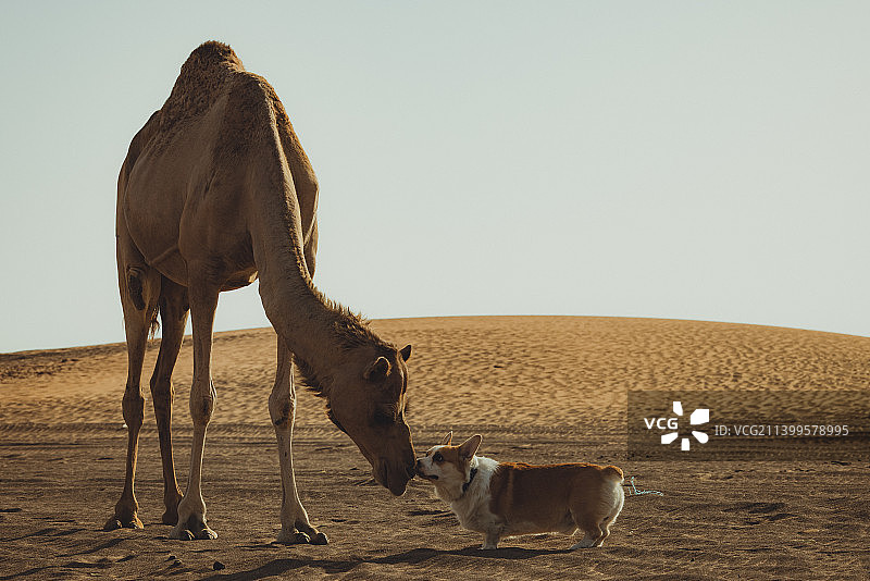 柯基犬和骆驼图片素材