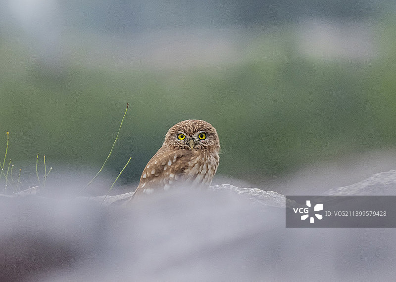 纵纹腹小鸮图片素材