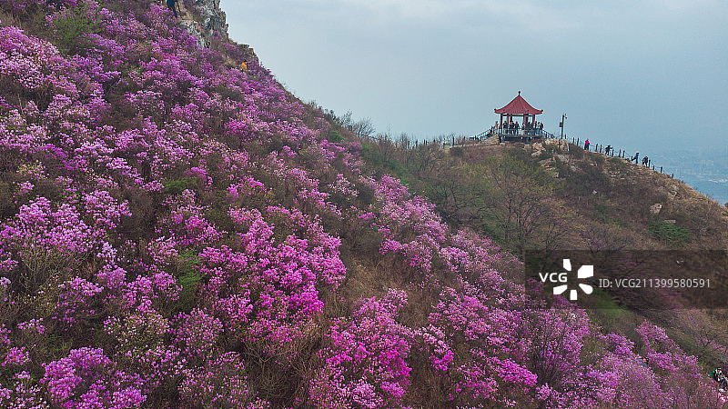 大连大黑山风景区杜鹃花海图片素材