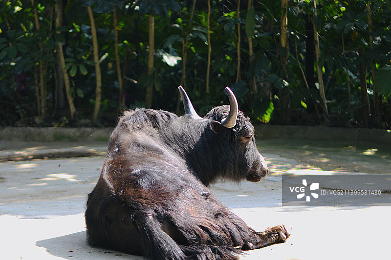 野生动物园的黑牛图片素材