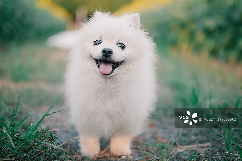 白色的狗图片素材