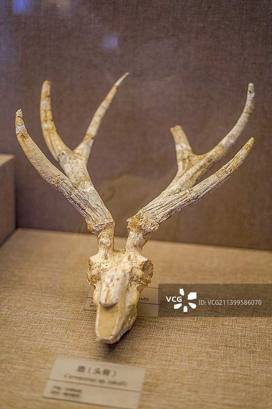 山西地质博物馆鹿骨骼图片素材