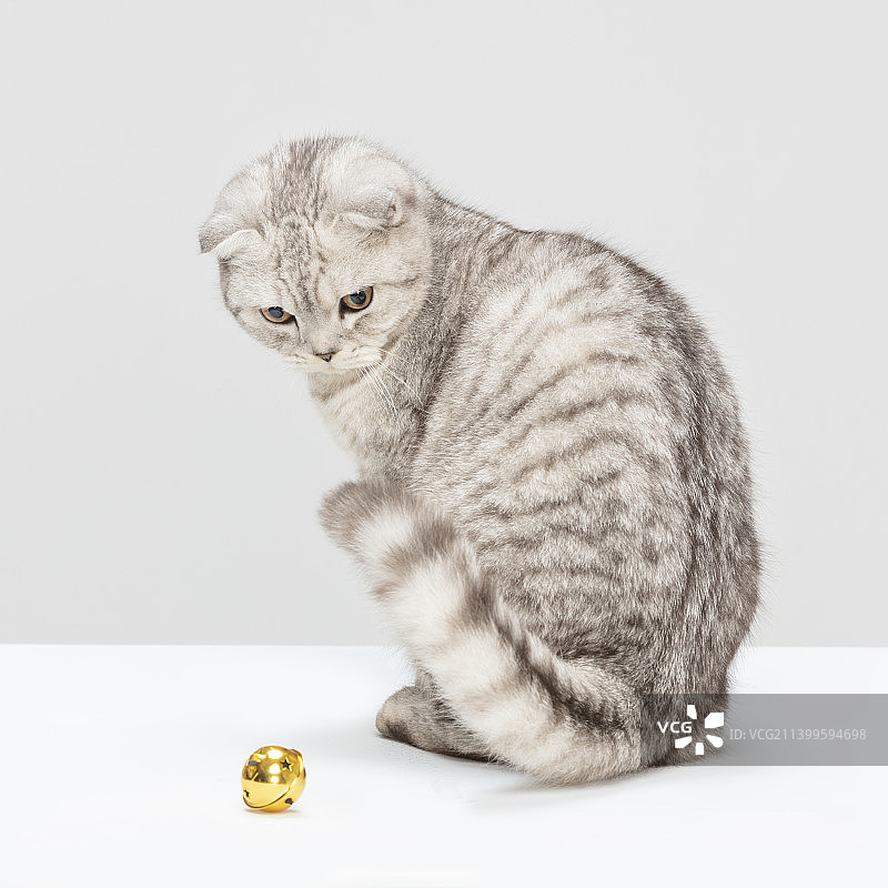 白灰色猫咪图片素材