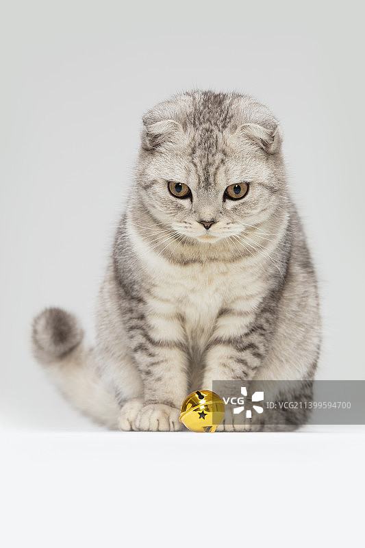 白灰色猫咪图片素材