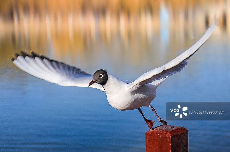 红嘴鸥图片素材