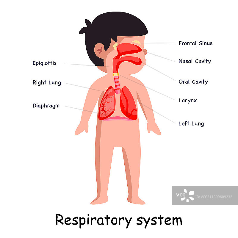 呼吸系统图片素材
