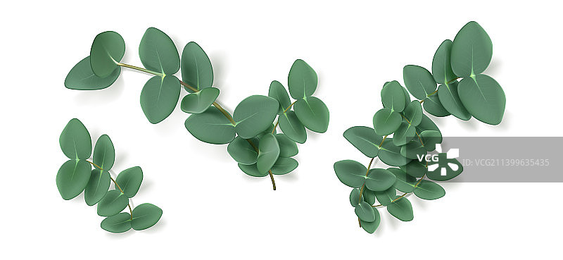 桉树叶与桉树枝：芳香草本植物图片素材