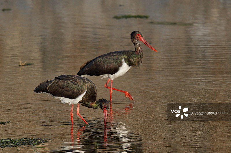 《黒鹳》图片素材