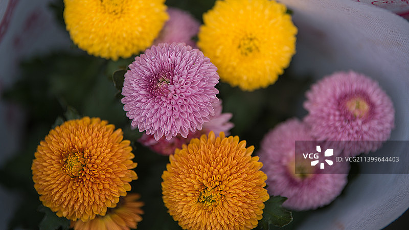 户外花簇特写图片素材