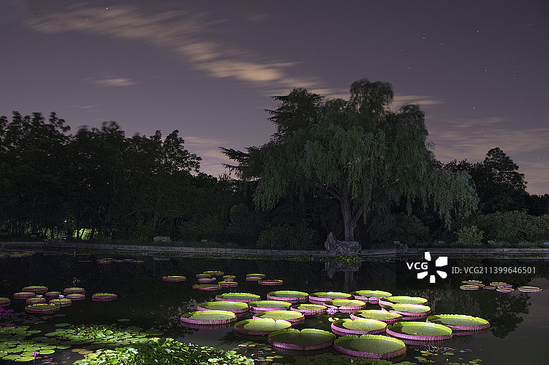 王莲花开图片素材