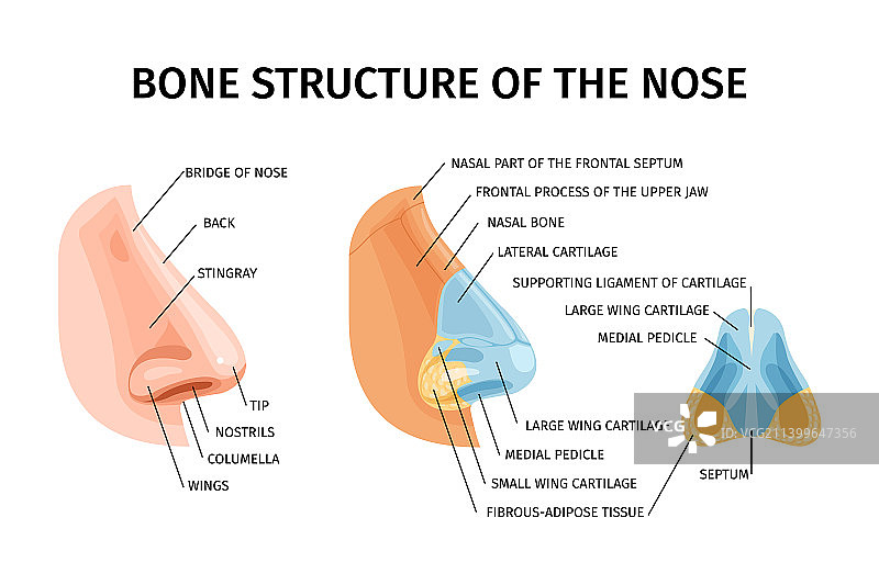 鼻子骨骼结构信息图图片素材