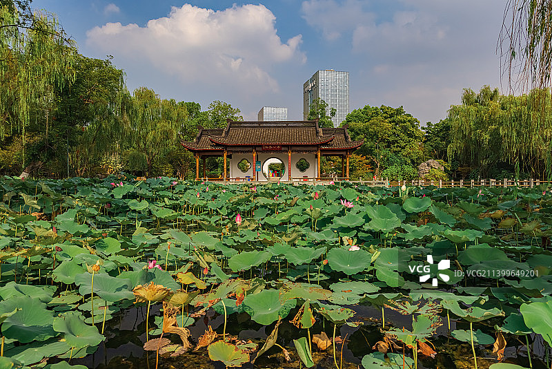 武汉园博园荷花盛开的季节图片素材