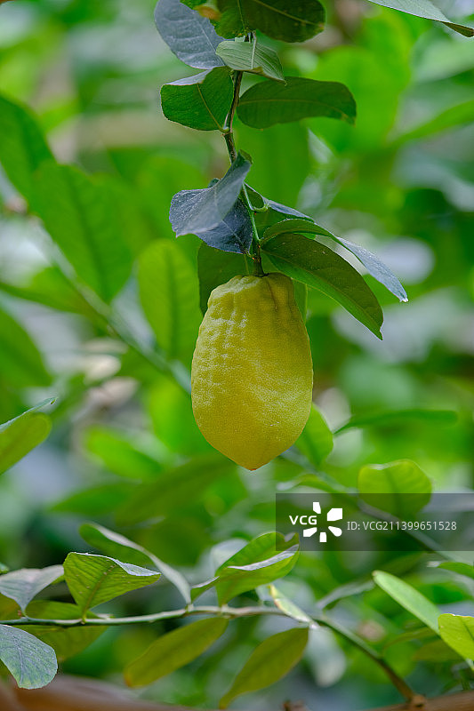 柠檬树图片素材