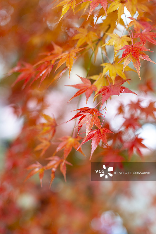 江西九江庐山枫叶图片素材