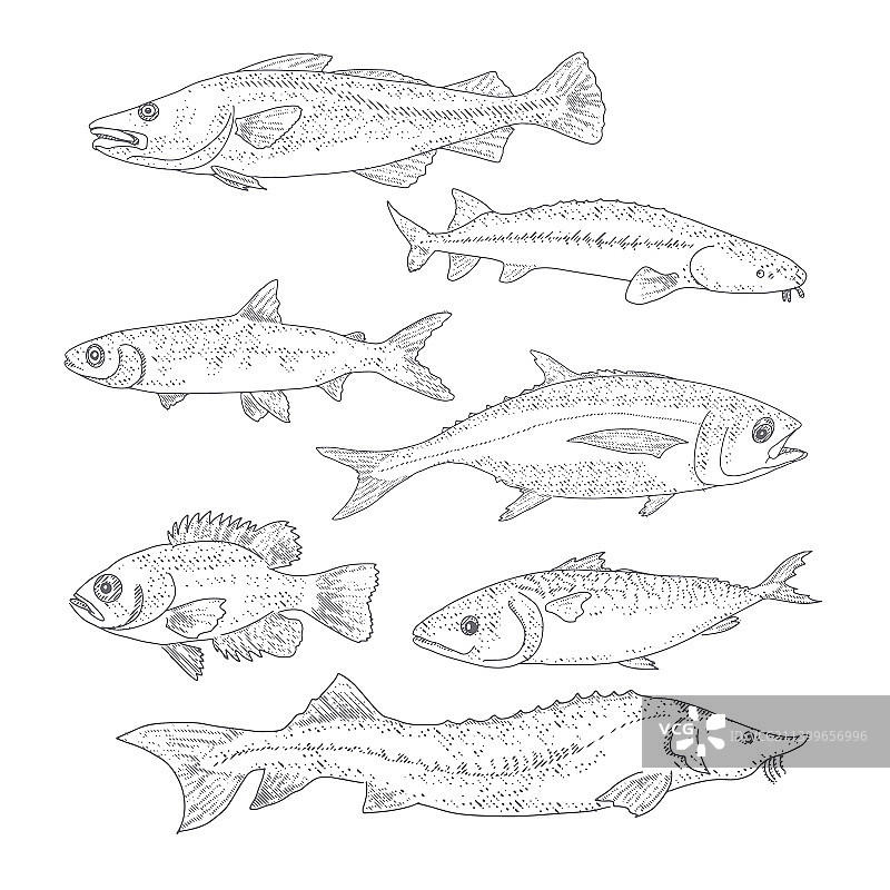 复古风格的鱼类合集图片素材