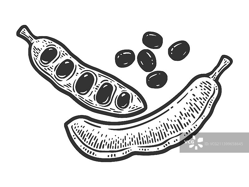 成熟的角豆树果荚速写图片素材