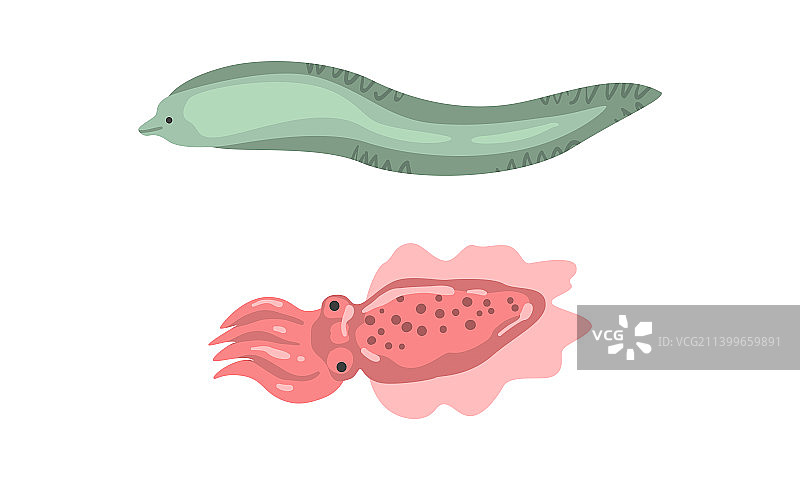 海洋动物：鳗鱼，鱿鱼等图片素材