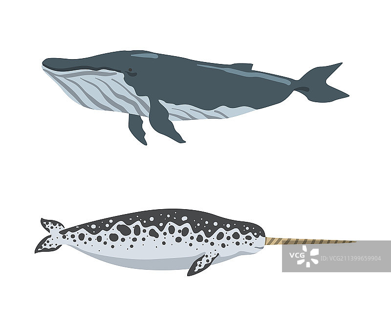 海洋动物合集：旗鱼与鲸鱼图片素材