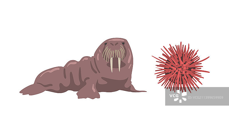 海洋动物集合：海狮和海胆图片素材