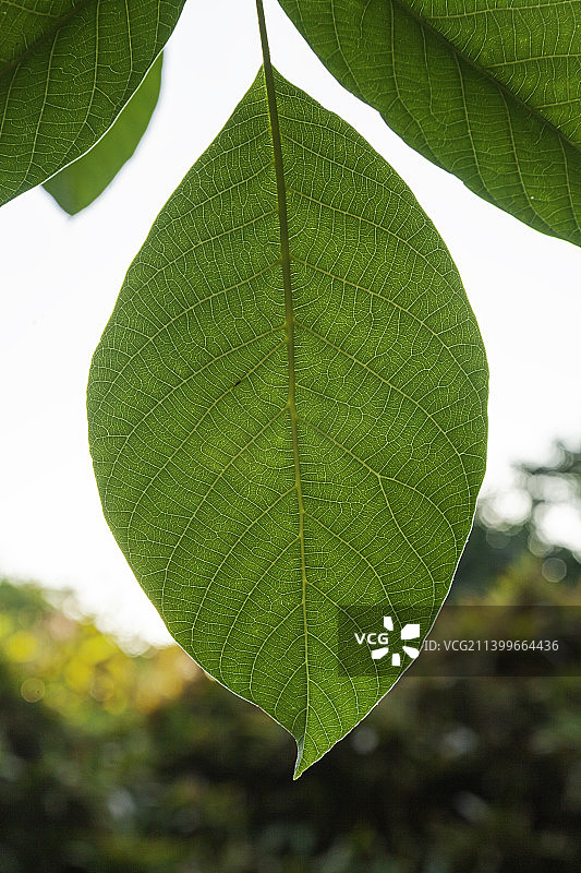 核桃树叶，清晰脉络图片素材
