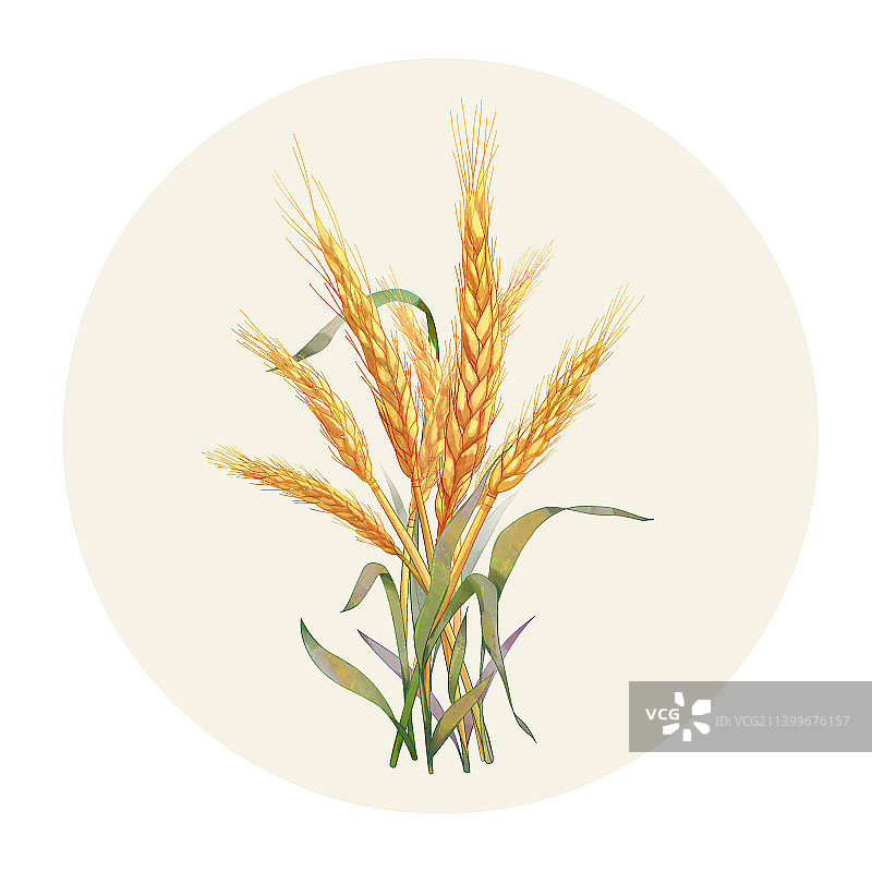 手绘水彩农产品麦子插画图片素材