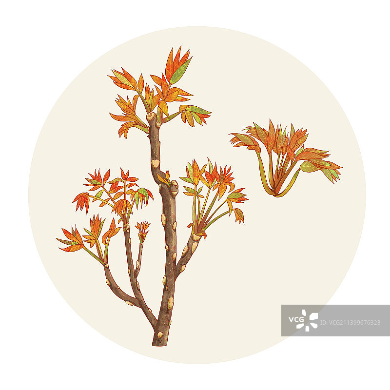 手绘水彩中药材香椿插画图片素材