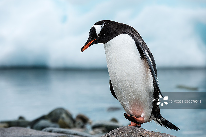 金图企鹅图片素材