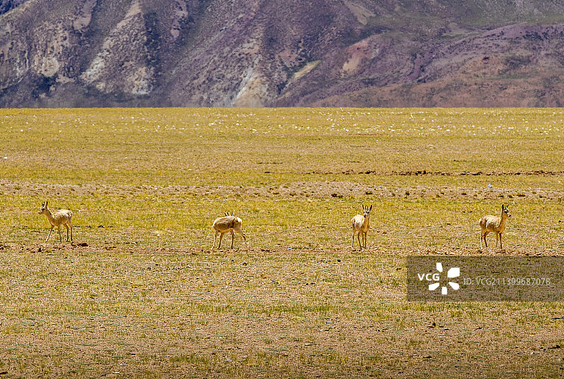阿里普兰县冈仁波齐到札达县沿途风光图片素材