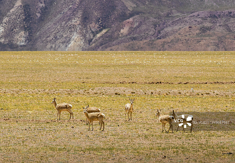 阿里普兰县冈仁波齐到札达县沿途风光图片素材