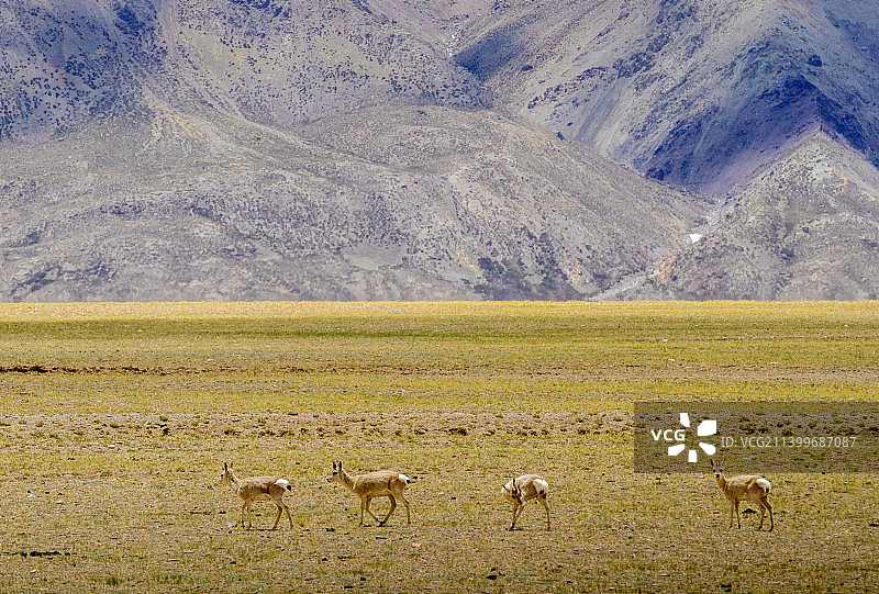 阿里普兰县冈仁波齐到札达县沿途风光图片素材