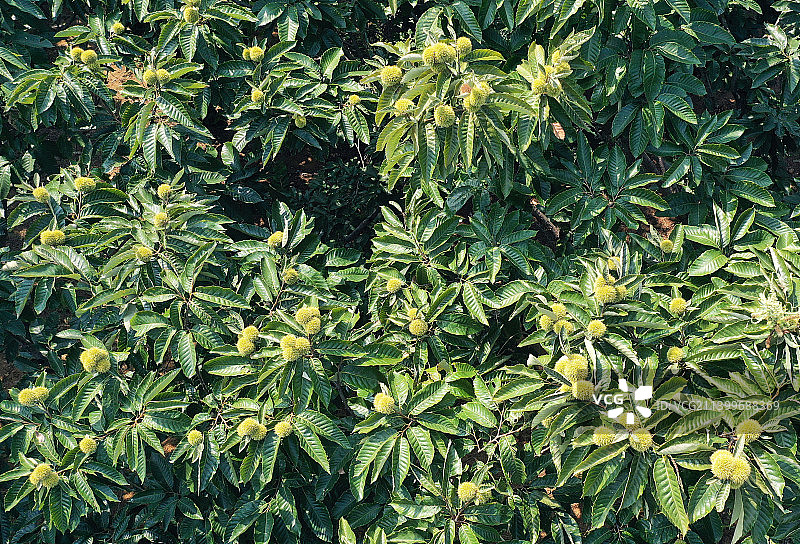 硕果累累的板栗园图片素材