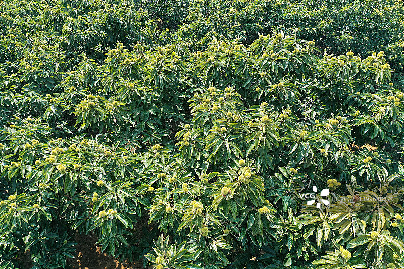 硕果累累的板栗园图片素材