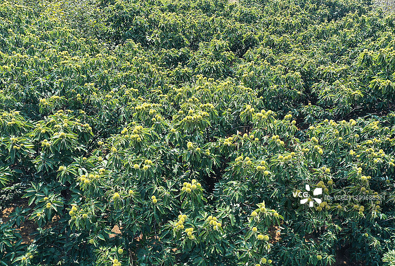 硕果累累的板栗园图片素材