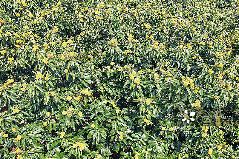 硕果累累的板栗园图片素材