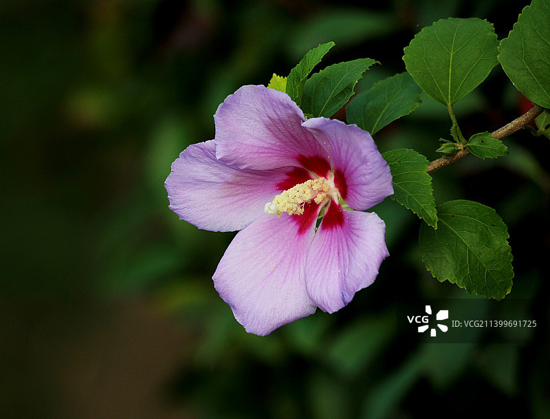 木槿花图片素材