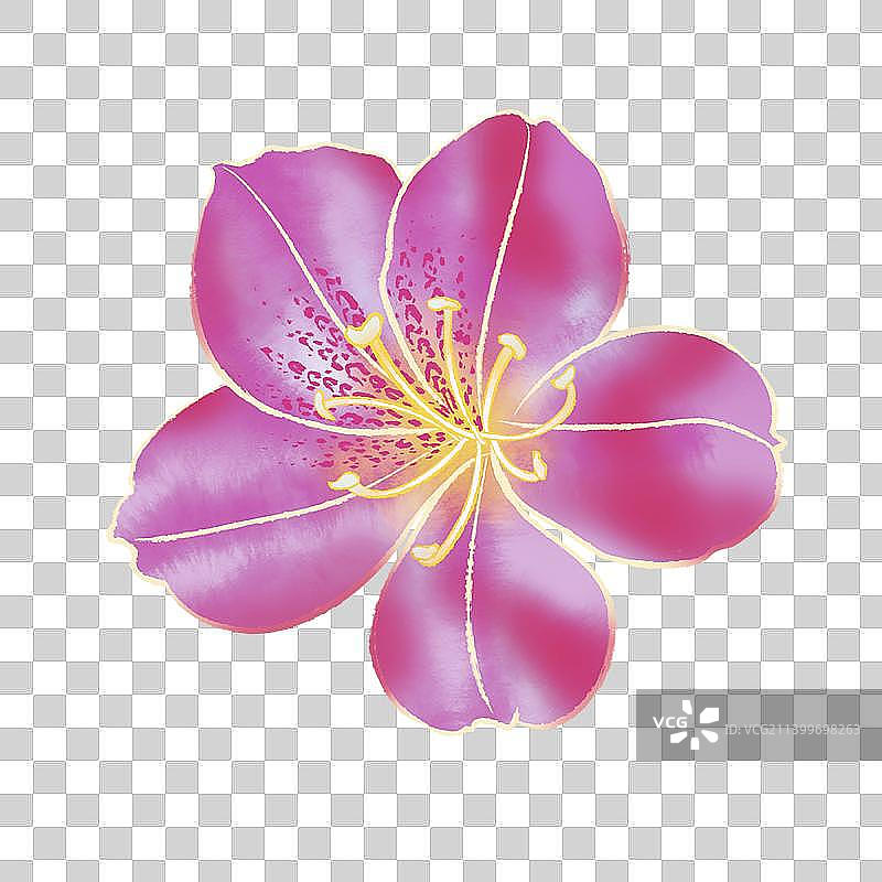 杜鹃花国风插画元素图片素材